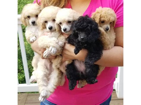 Expected weight for the orange girl around 16-20lbs and the lime, black and yellow. . Poodle for sale near me